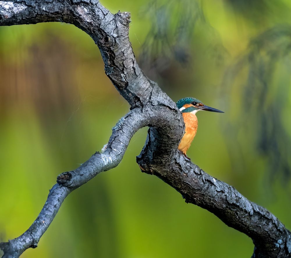 Зимородок - Alcedo atthis