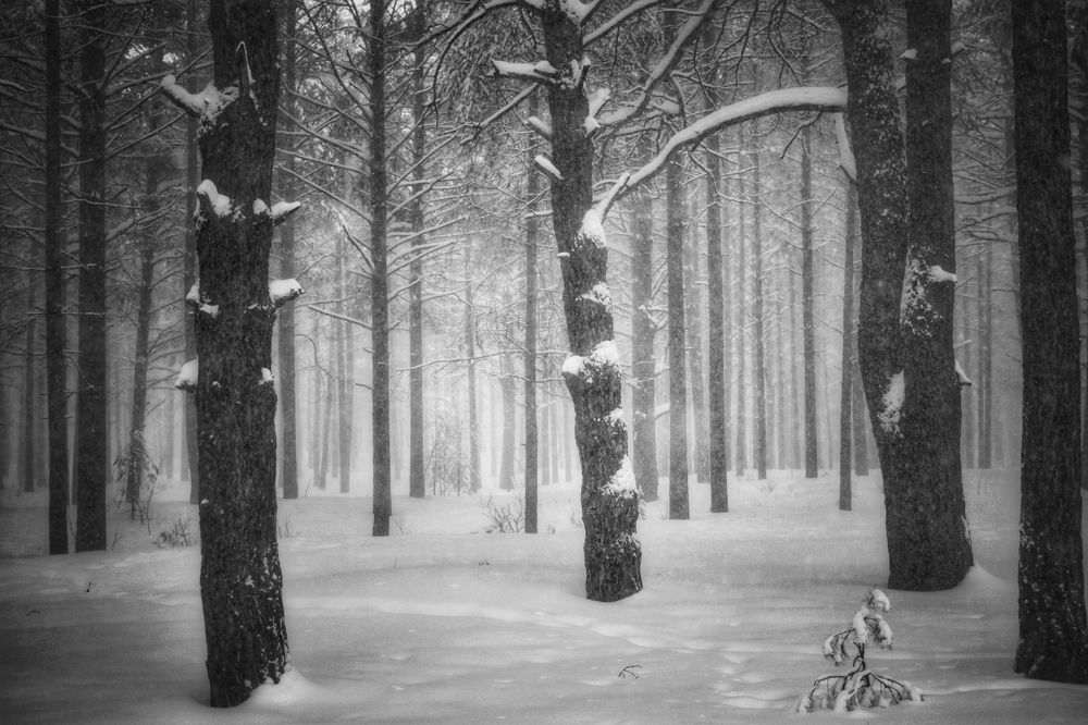 Photograph by Кира Бахвалова