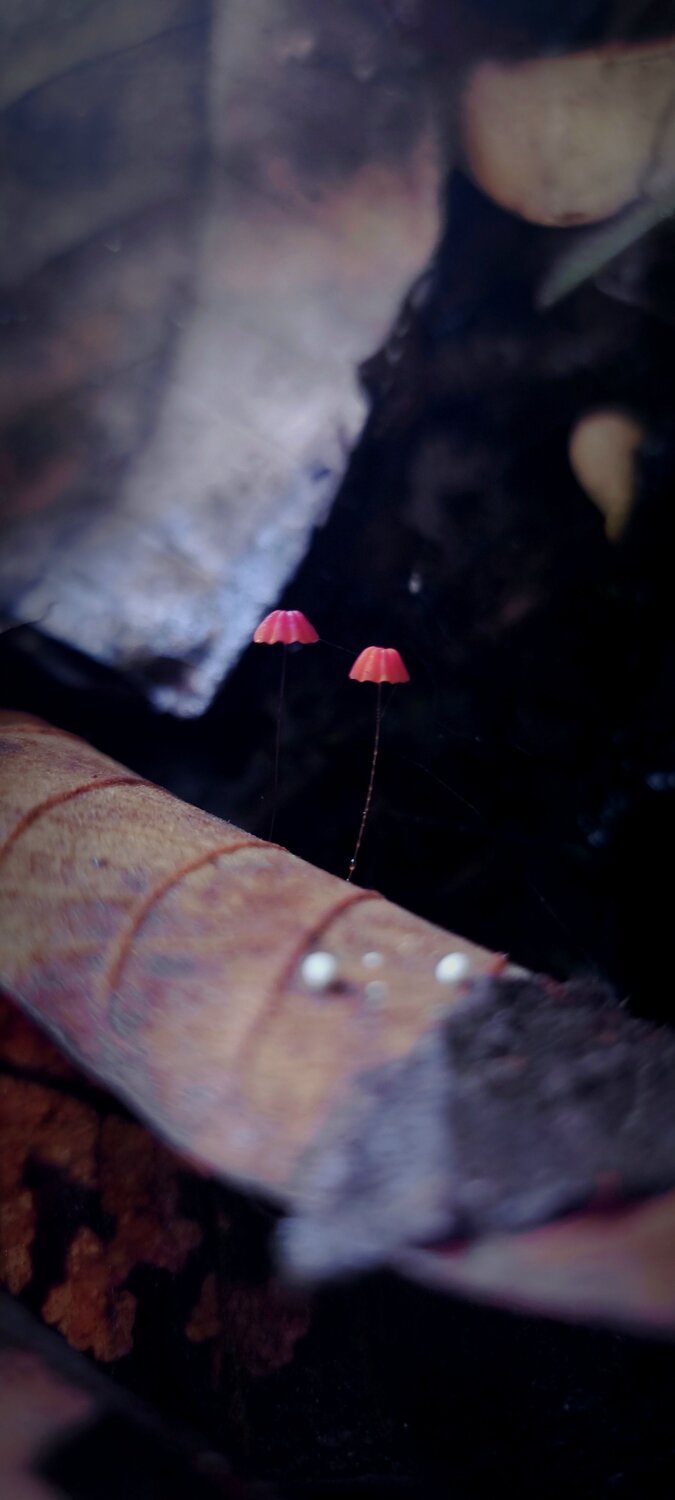 Photo #11597666