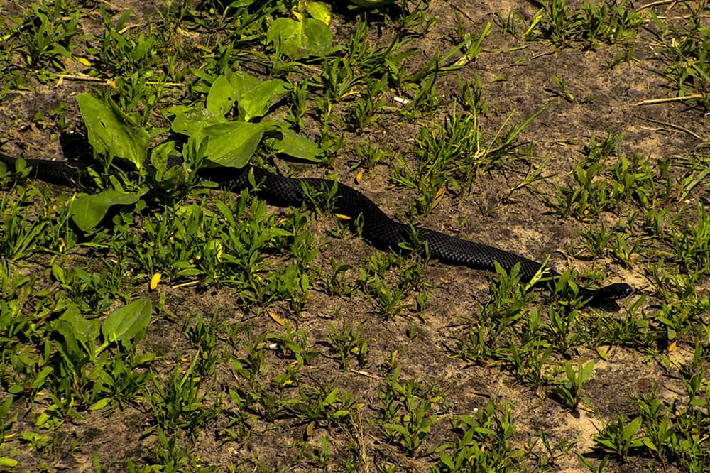 Photograph by Людмила Павловна