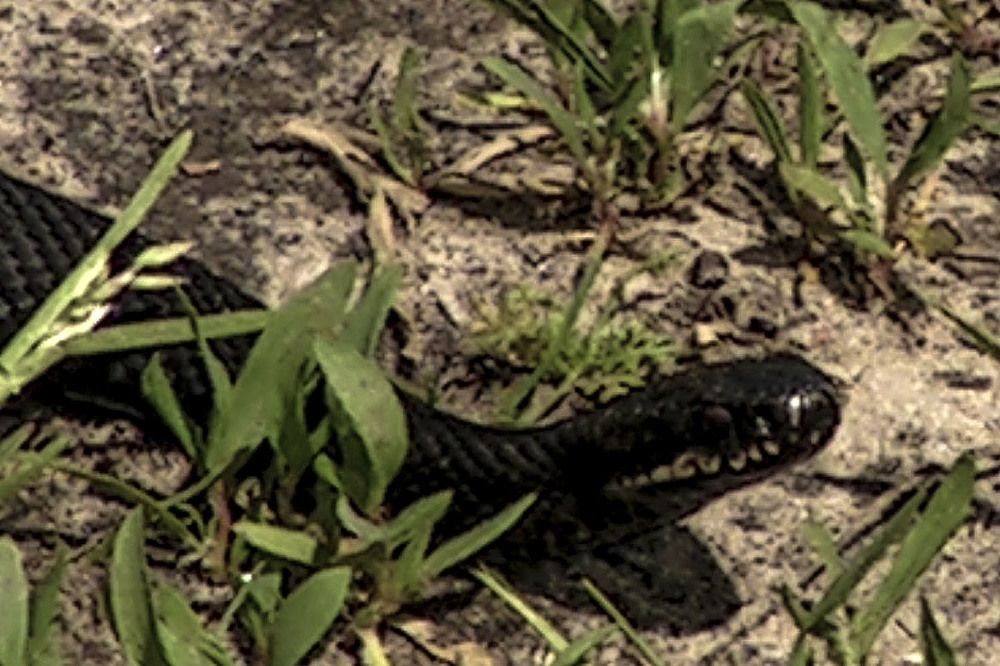 Photograph by Людмила Павловна