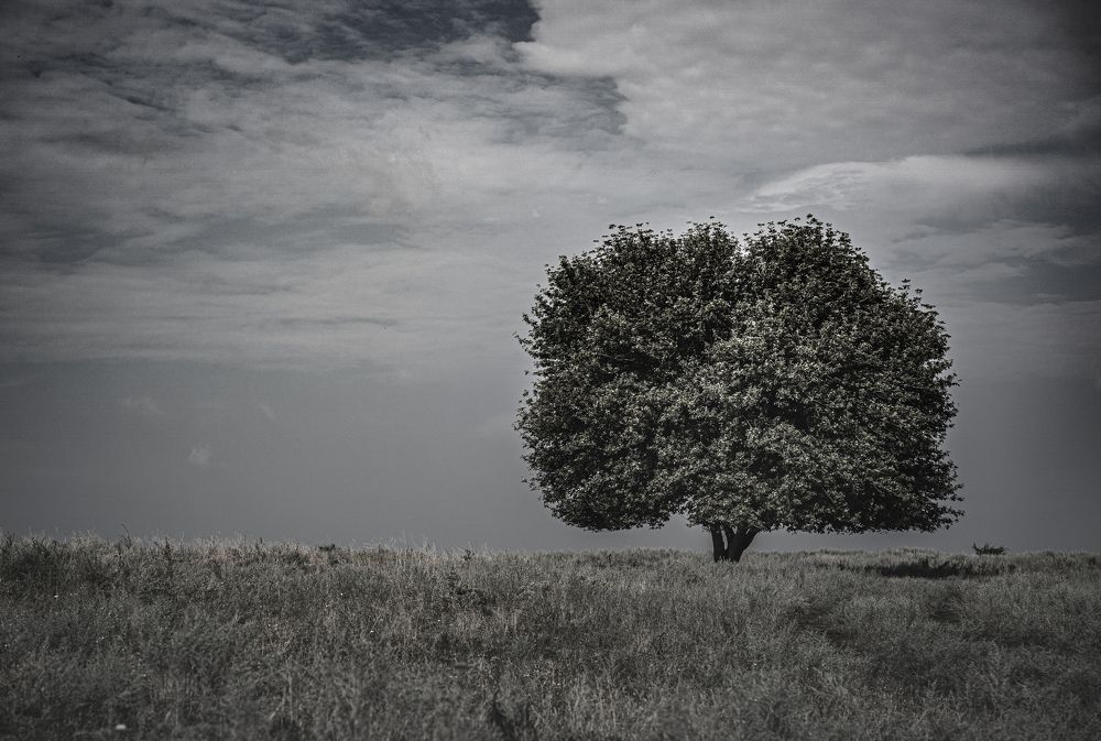 Одинокое дерево