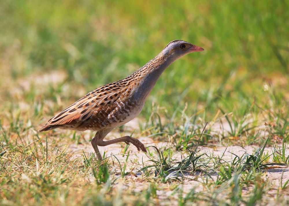 Бегущий коростель.