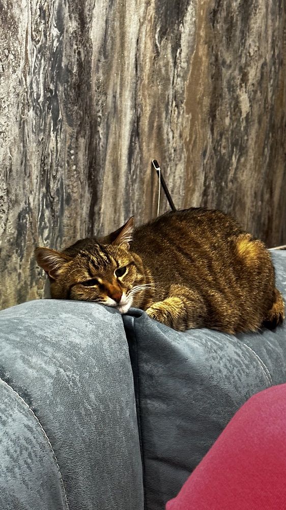 Фотография автора Карина Даутова