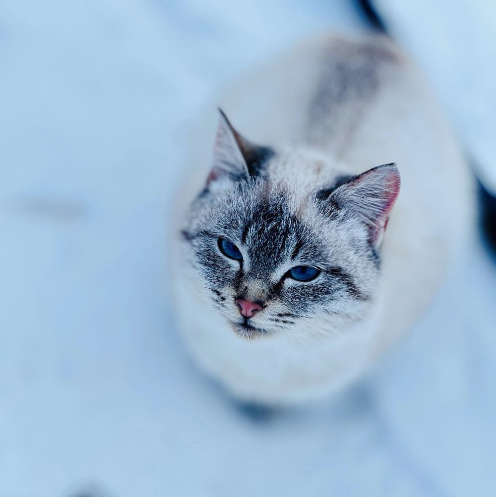 Фотография автора Карина Даутова