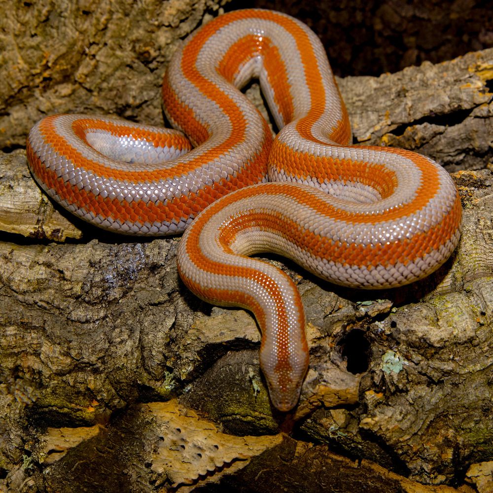 Photograph by David Manusevich