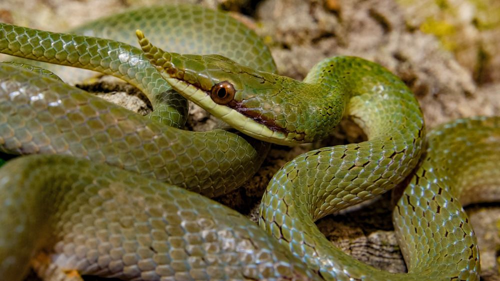 Photograph by David Manusevich