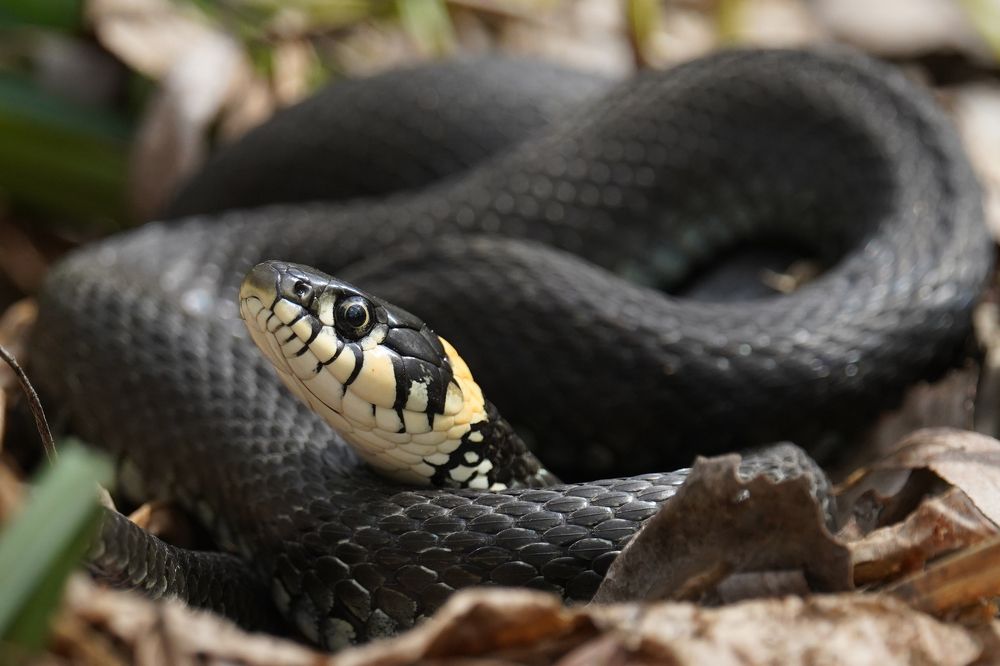 Photograph by Владимир Соколов