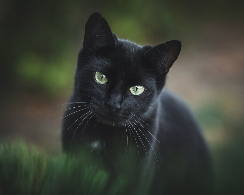 Фотография автора Юлианна Митрофанова