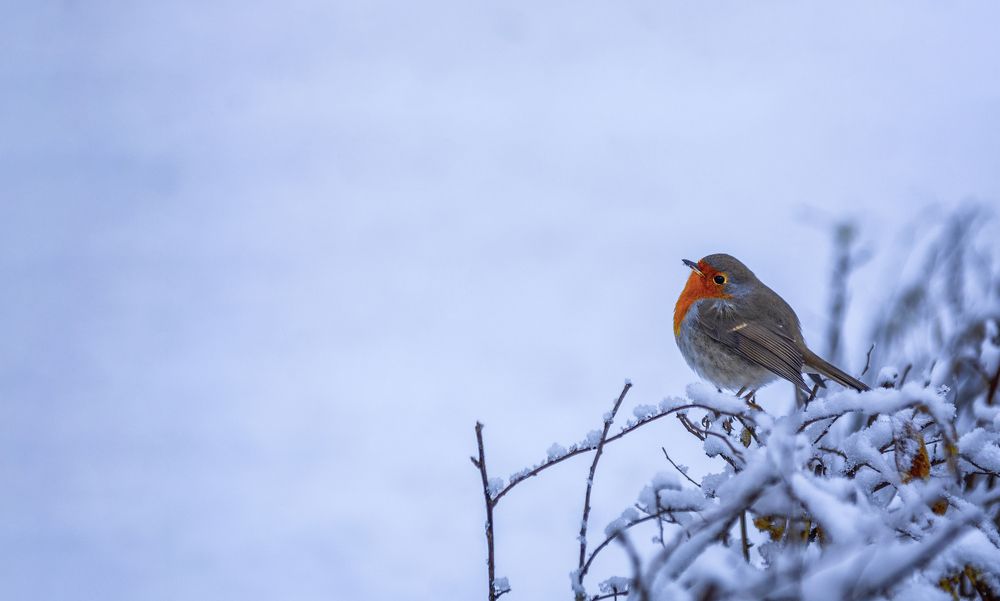 Фотография автора Damir B.