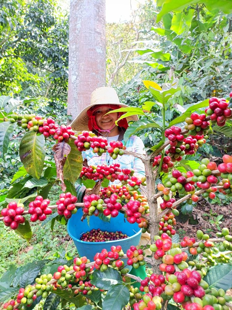 Caficultura Santandereana