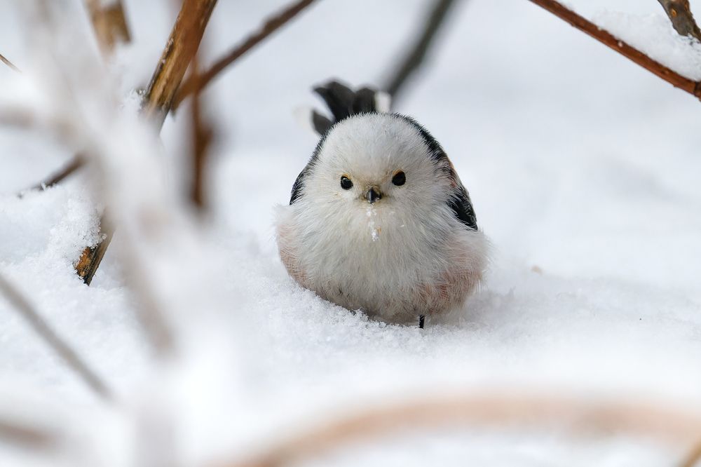 Ополовник (Длиннохвостая синица) [3]