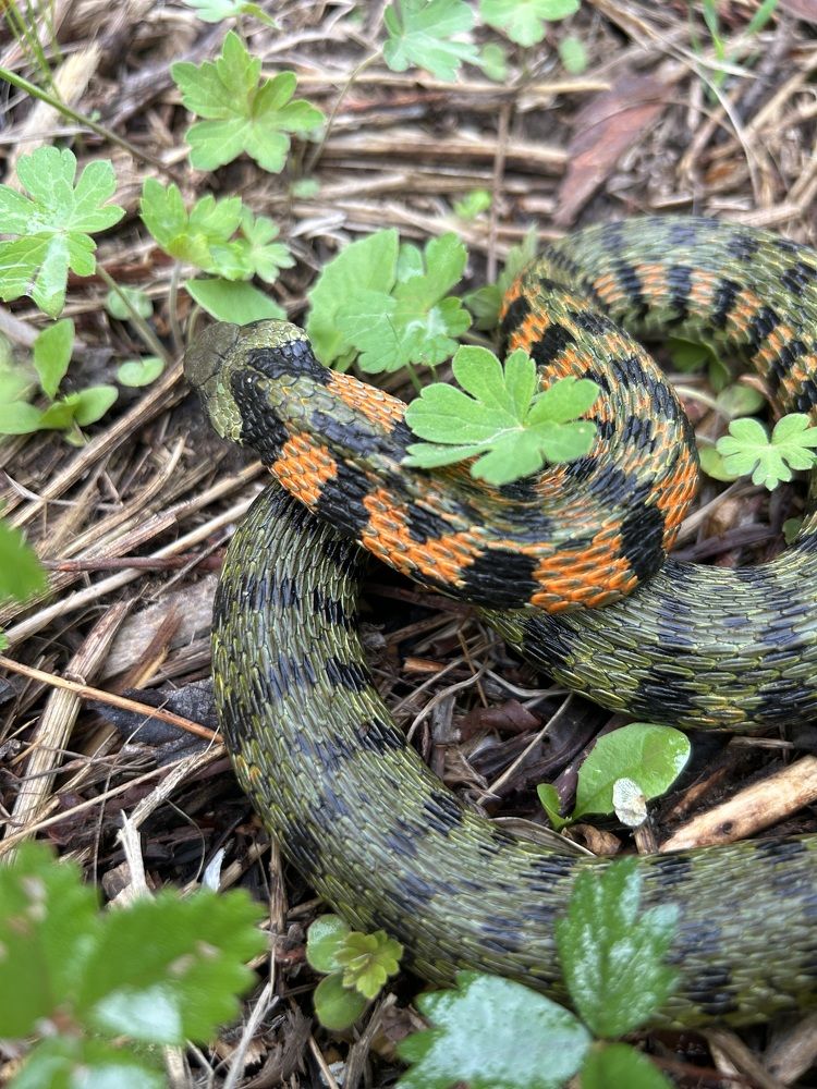 Тигровый уж