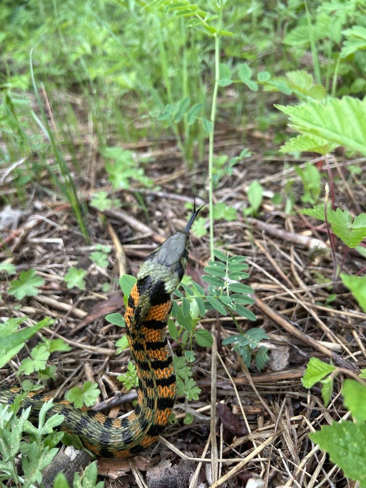 Тигровый уж