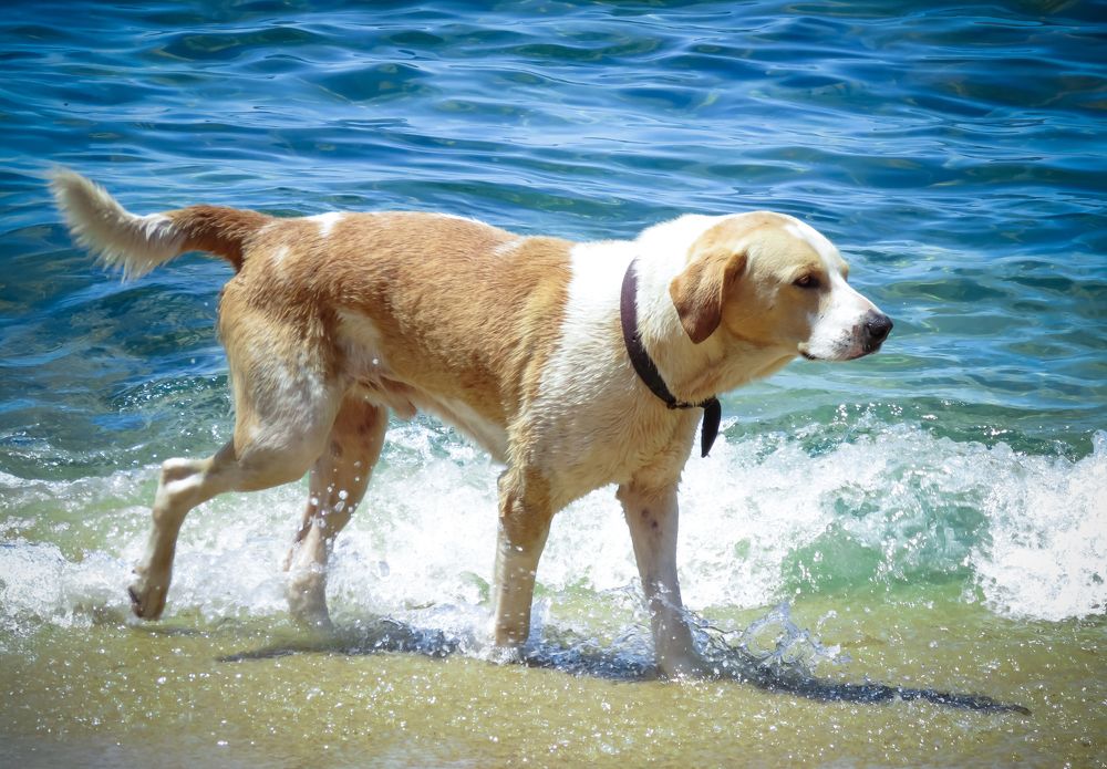 Photograph by Valmir Fernando da Silva