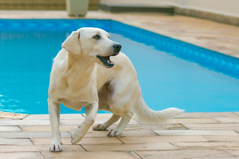 Photograph by Valmir Fernando da Silva