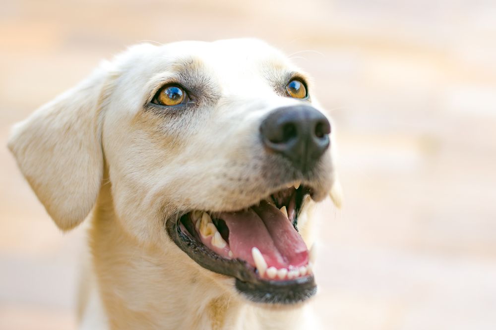 Photograph by Valmir Fernando da Silva