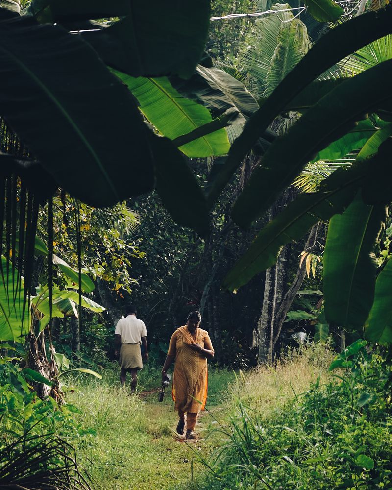 A path through the jungle