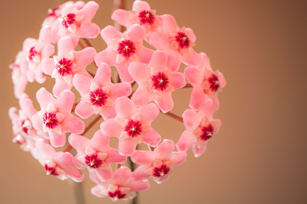 Photograph by Valmir Fernando da Silva