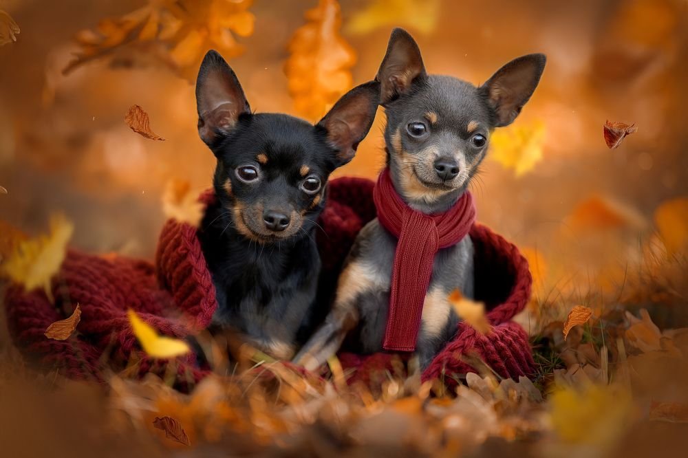 Фотография автора Светлана Писарева