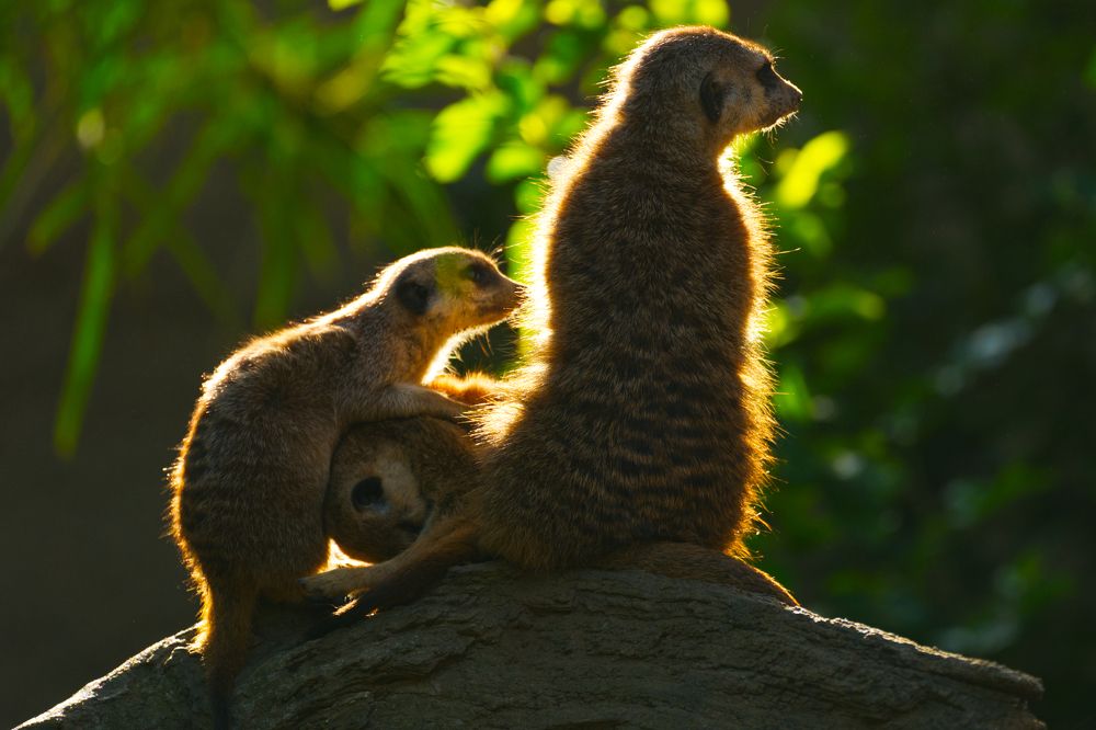 Photograph by Sudevan Manu