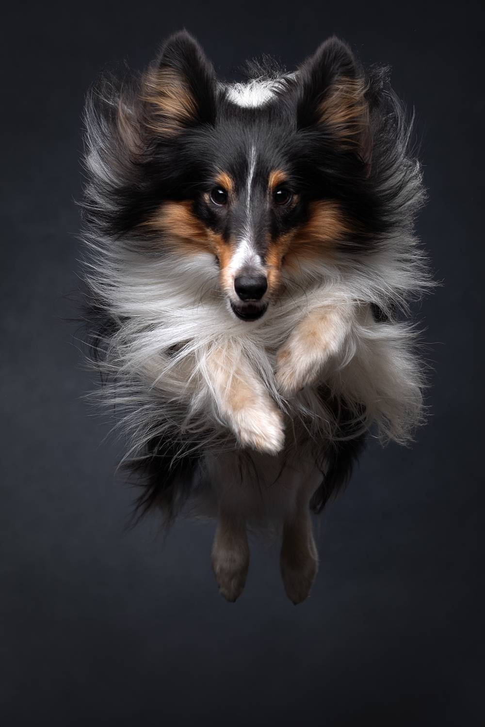 Фотография #11598622