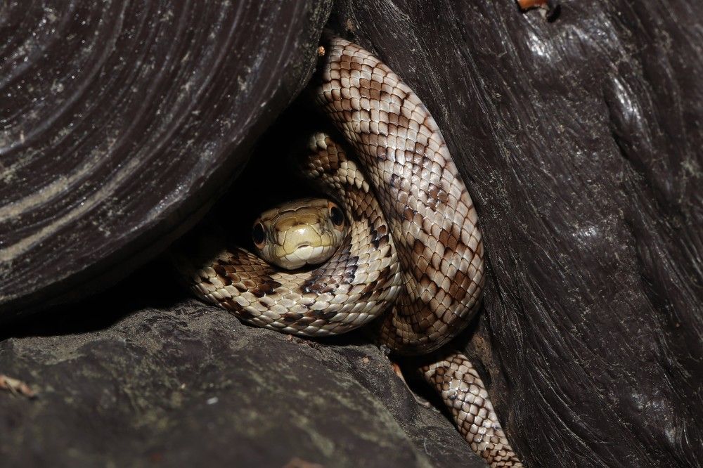 Photograph by Se Lena