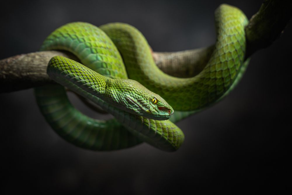 Photograph by Hoang Viet Nguyen