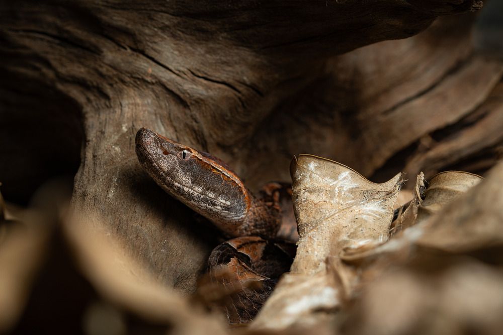 Photograph by Hoàng Nguyễn