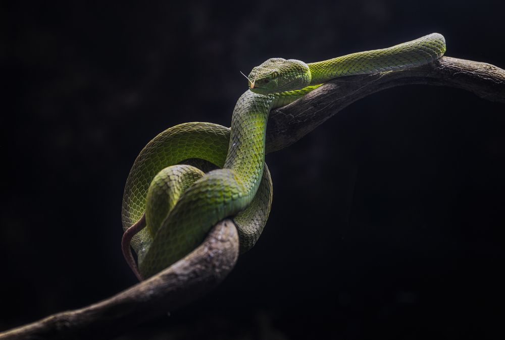 Photograph by Tuấn Nguyễn Tấn