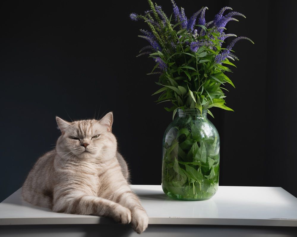 Photograph by Анна Новосельцева