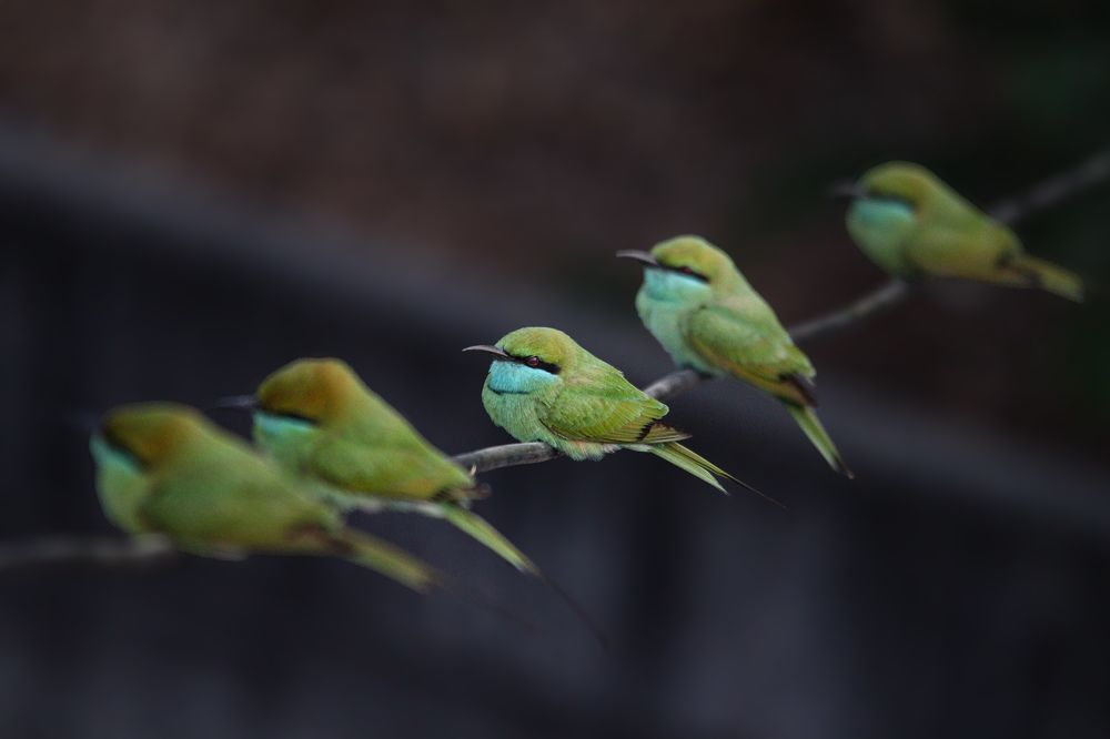 Photograph by MILAN RADADIYA