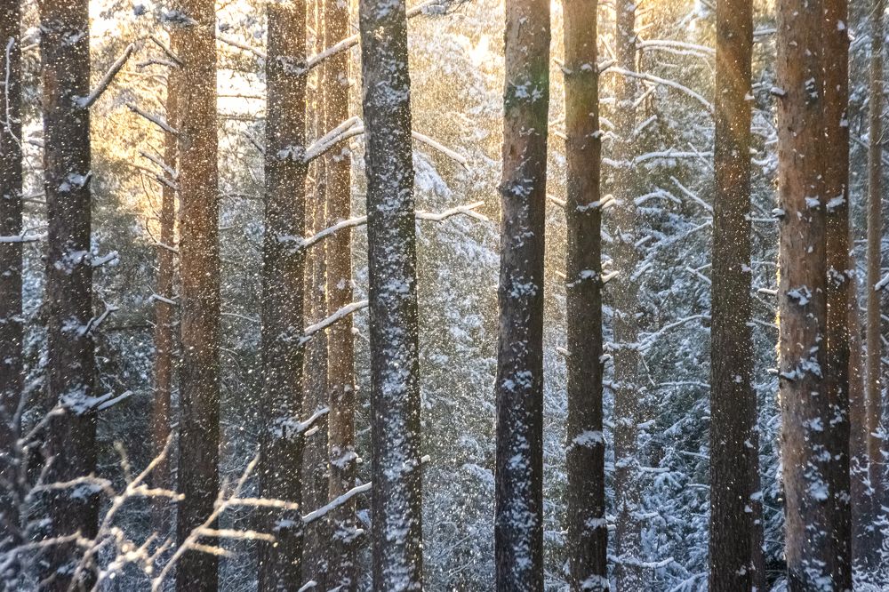 Photograph by Татьяна Романова