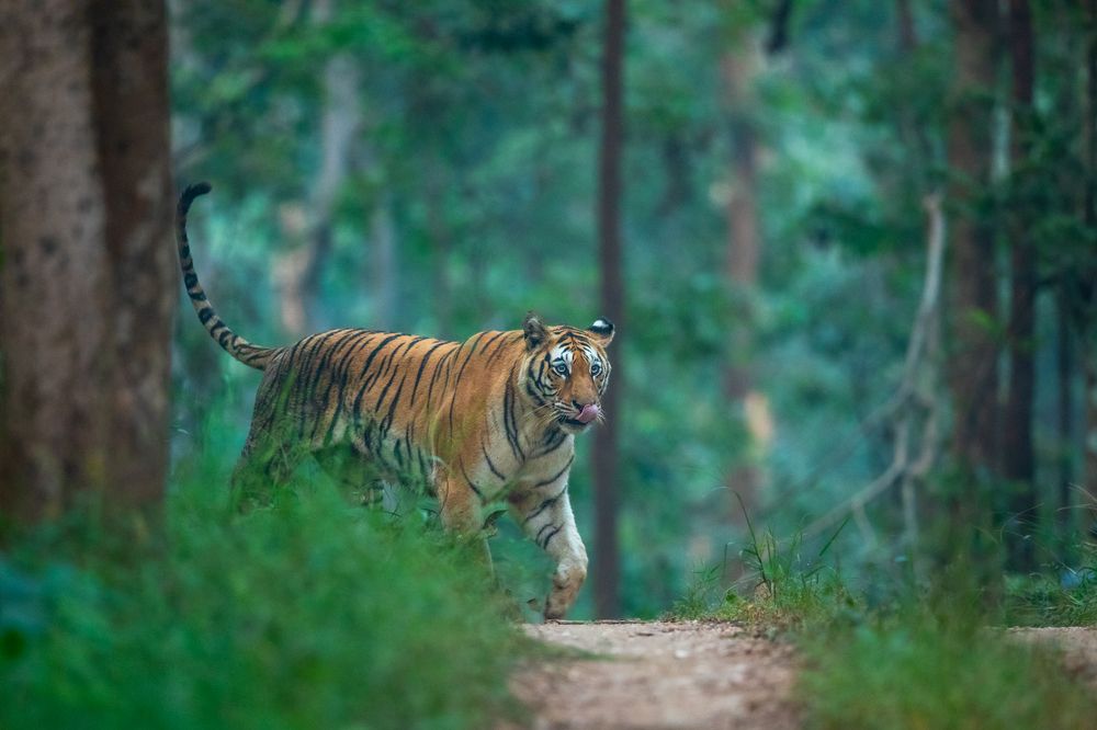 My Territory My Rule