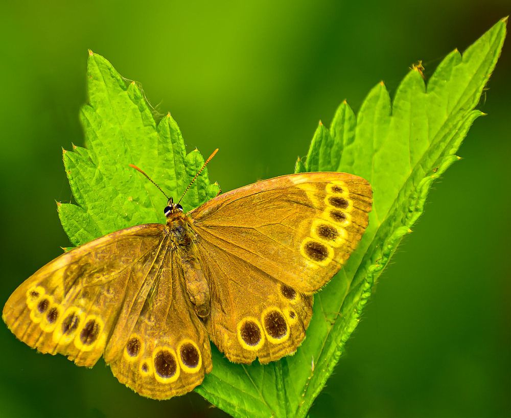 Бабочка Крупноглазка