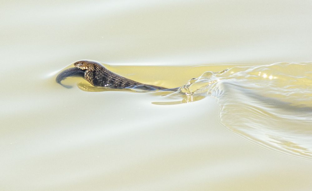 Photograph by Савчук Сергей