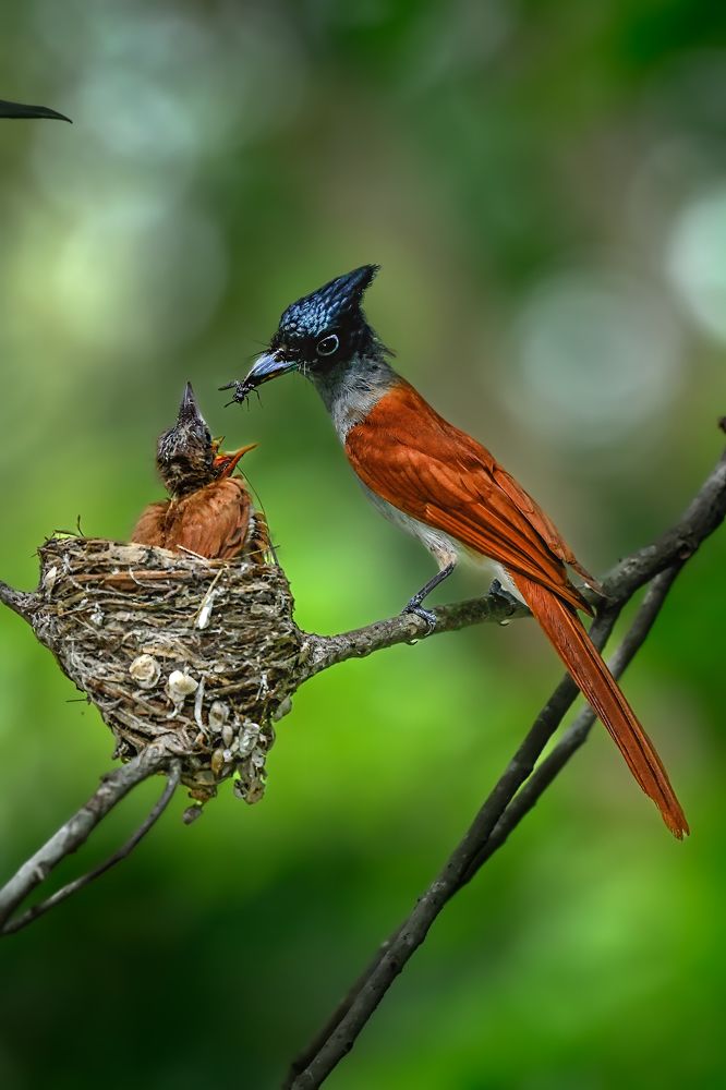 Parental Care – Indian Paradise Flycatcher Feeding Its Chick