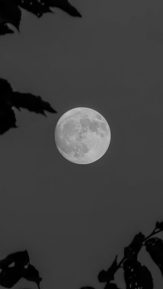 Photograph by laya jebelli