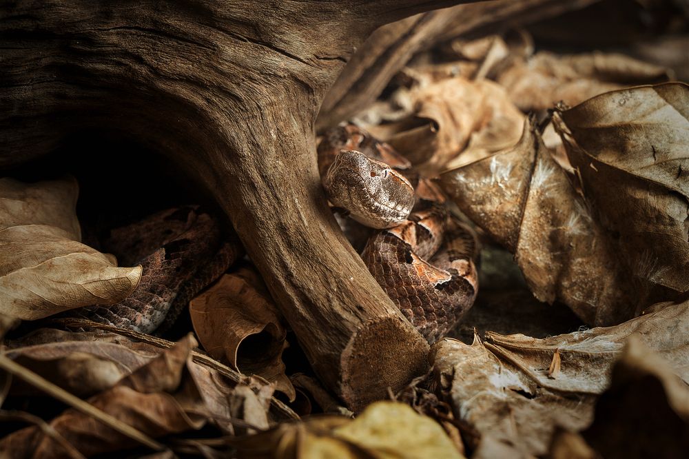 Photograph by Hoang Viet Nguyen