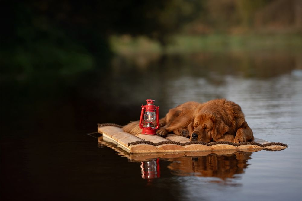 Фотография автора Елена Якусева