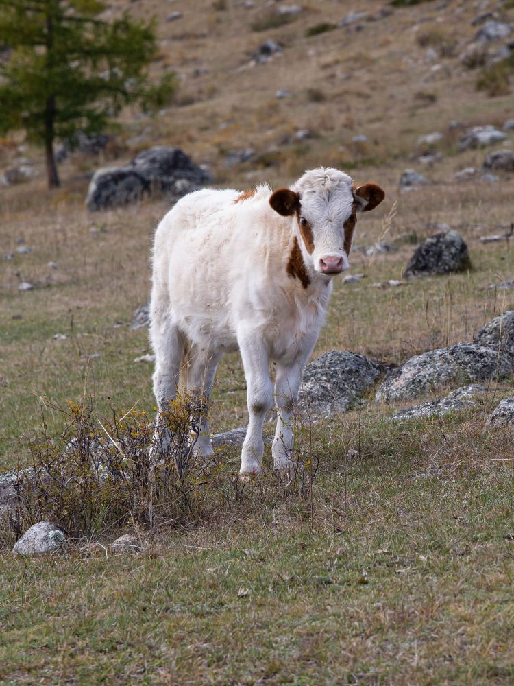 Photograph by Елена Павлова