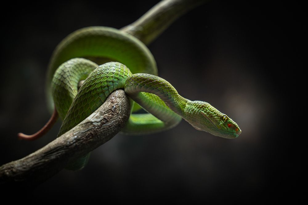 Photograph by Hoang Viet Nguyen