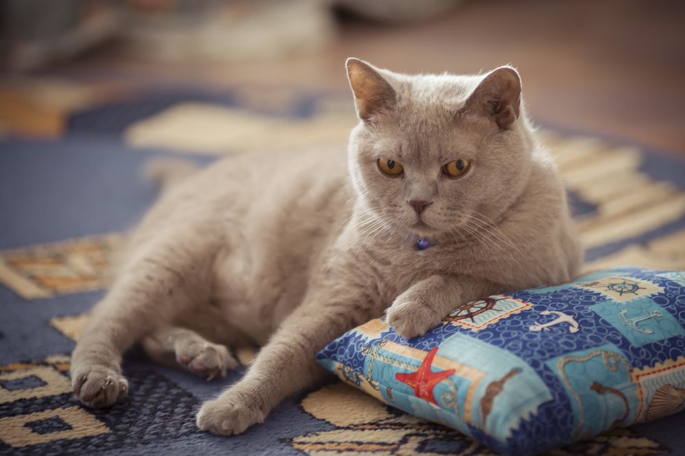 Photograph by Олег Дорошенко