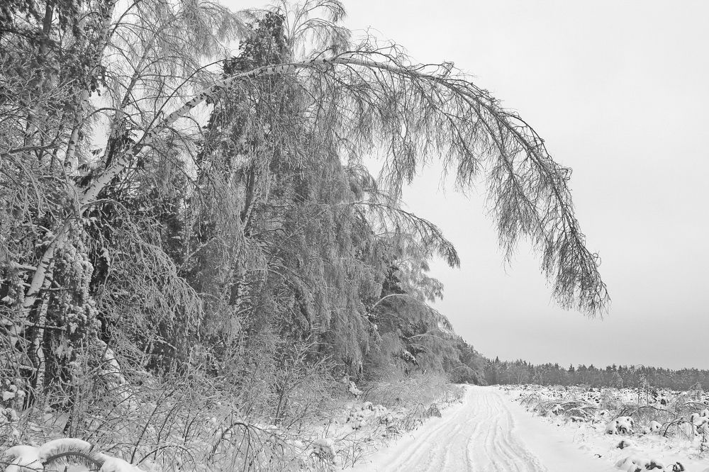 Подмосковье. Январь.
