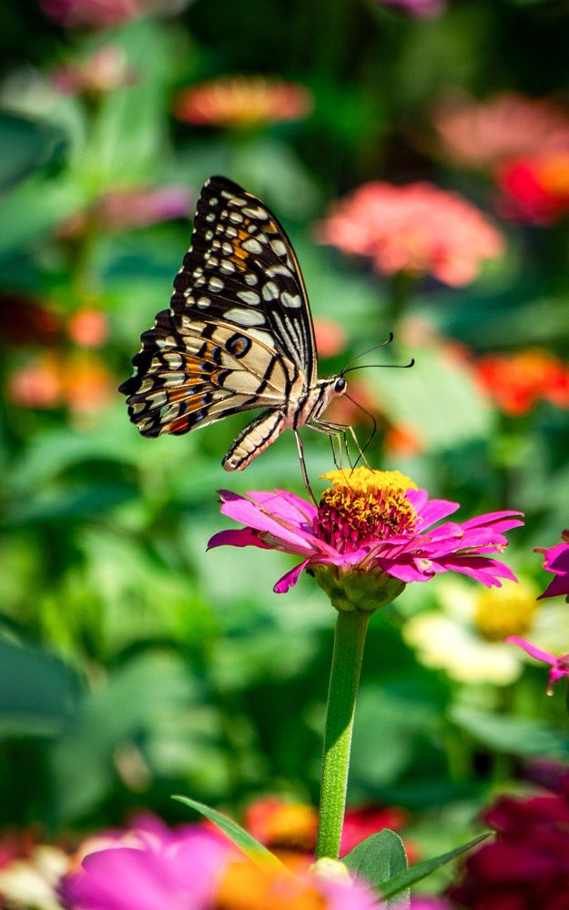 Photograph by Nhan Nguyen