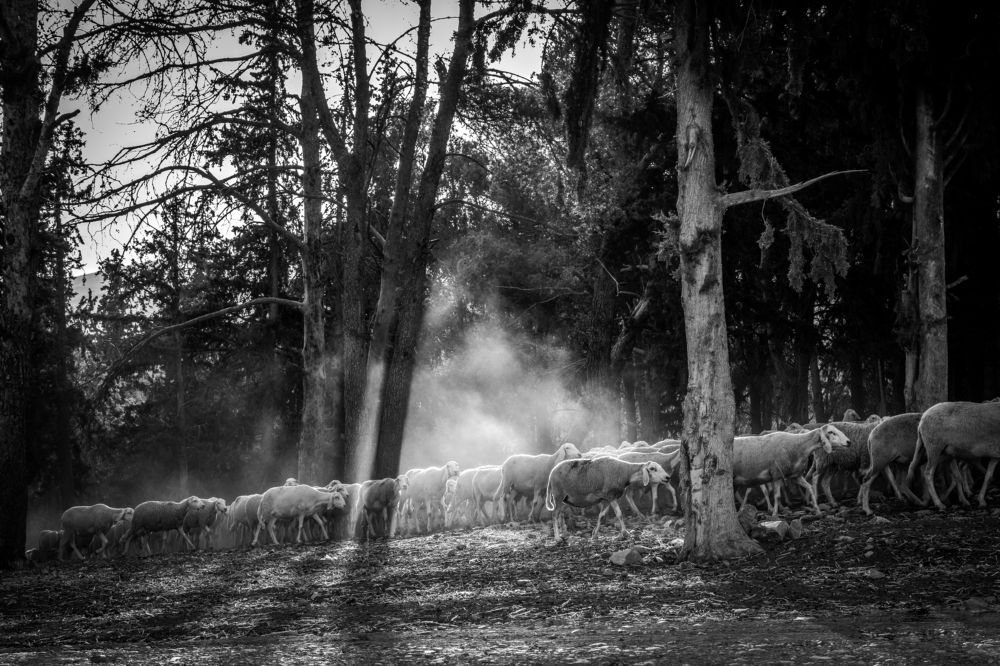 Photograph by Zahr-eddine GUERNICHE