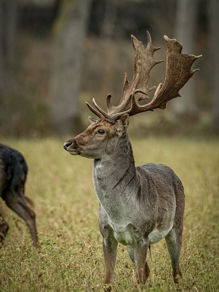 Photograph by Andrea Barlotti