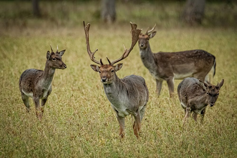 Photograph by Andrea Barlotti