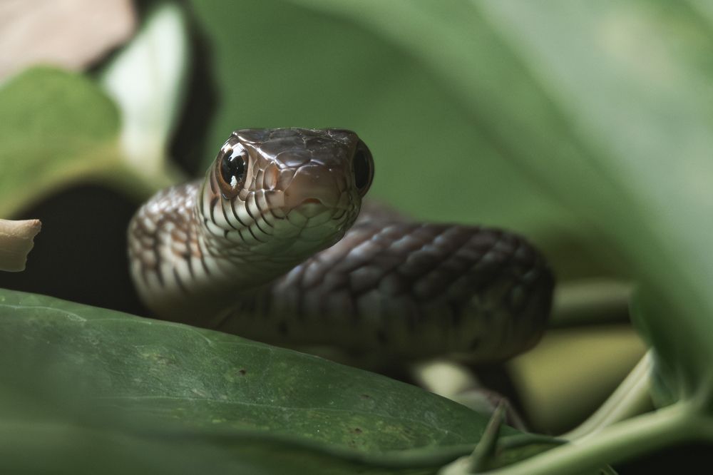 Photograph by Ravindu Attanayake