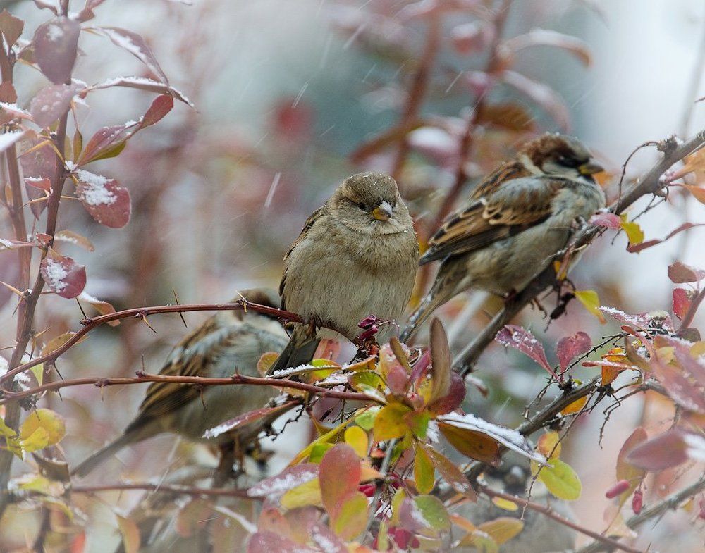 Скоро зима...